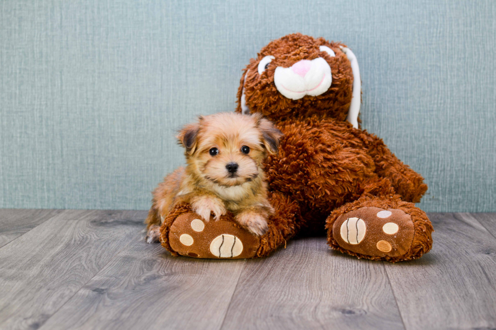 Morkie Puppy for Adoption