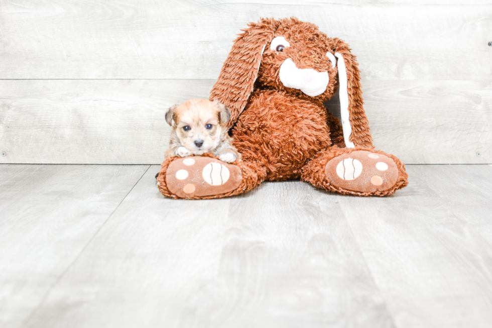 Morkie Puppy for Adoption