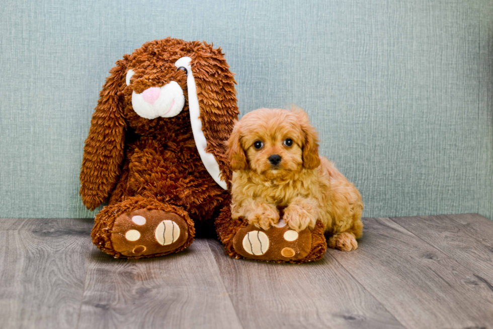 Adorable Cavoodle Poodle Mix Puppy