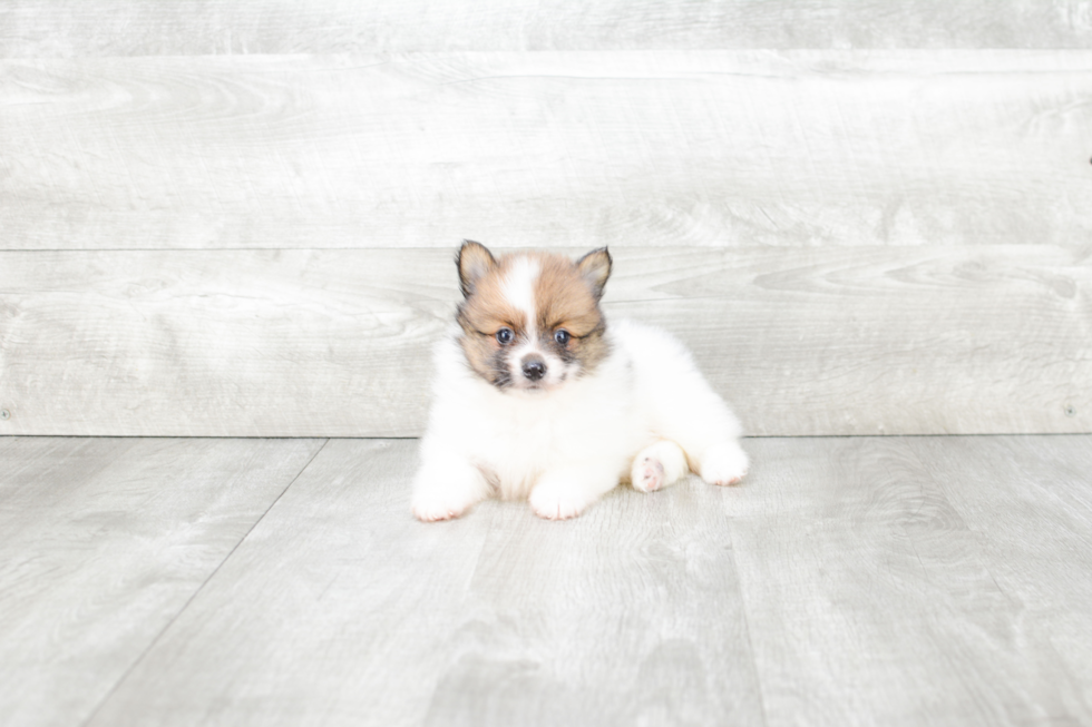 Adorable Pomeranian Purebred Puppy