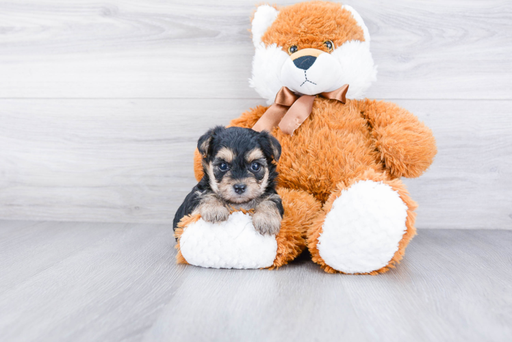 Small Morkie Baby