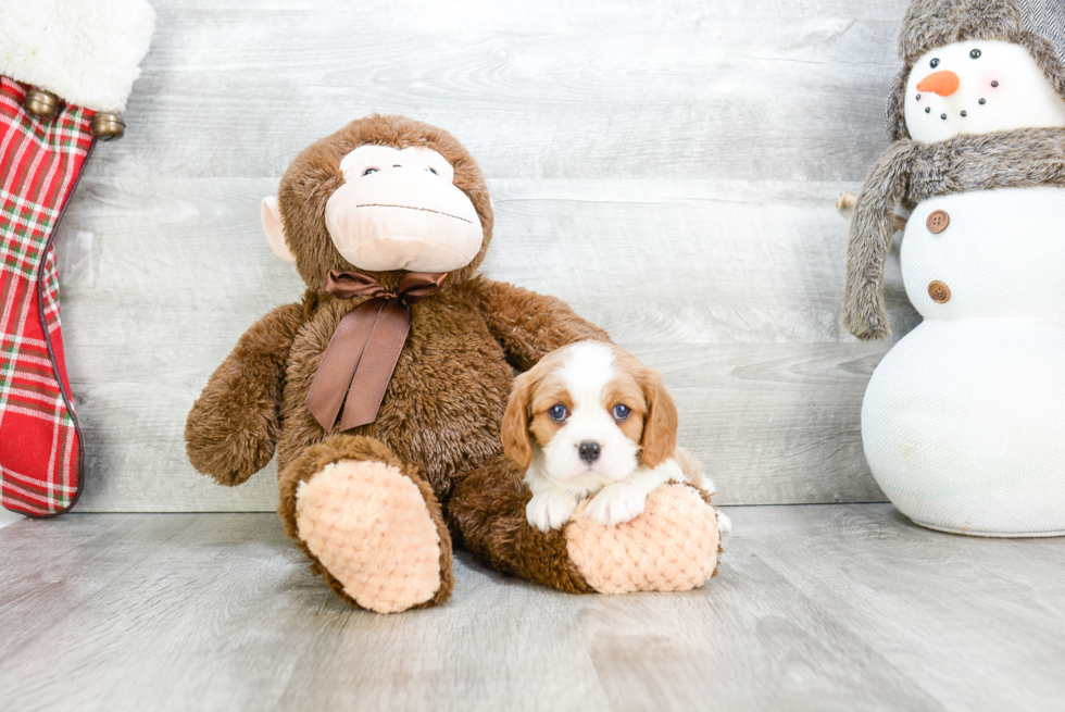 Adorable Cavalier King Charles Spaniel Purebred Puppy