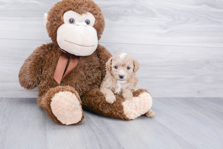 Cavapoo Pup Being Cute