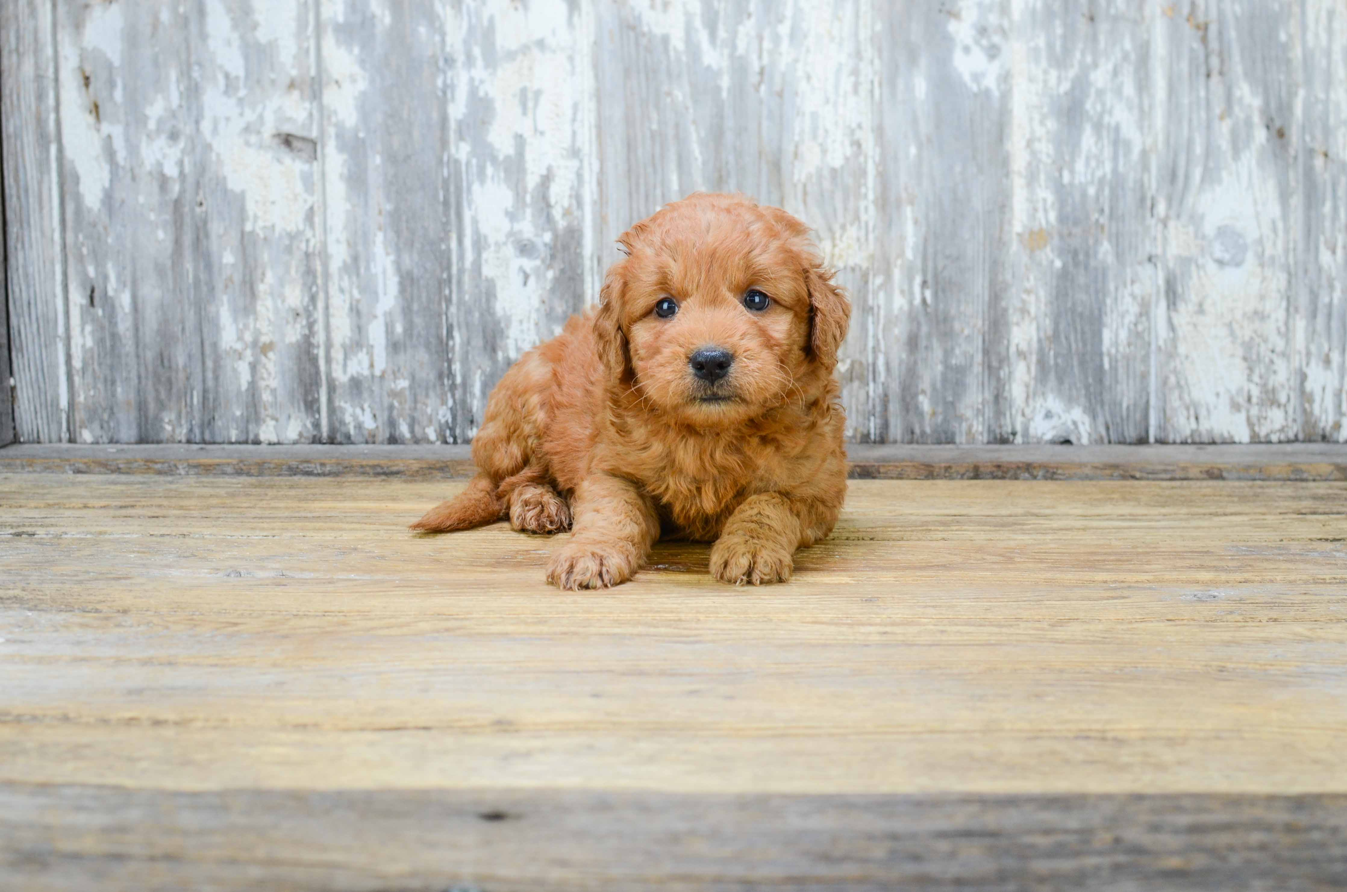 Sweet Mini Goldendoodle Baby