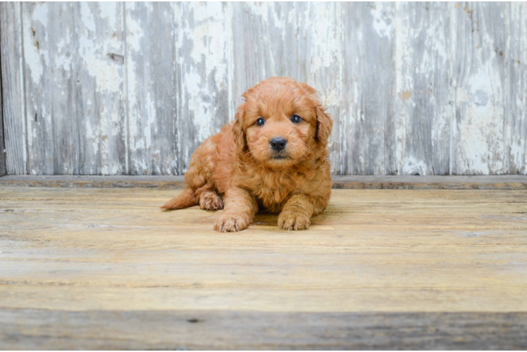 Sweet Mini Goldendoodle Baby