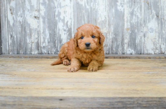 Sweet Mini Goldendoodle Baby