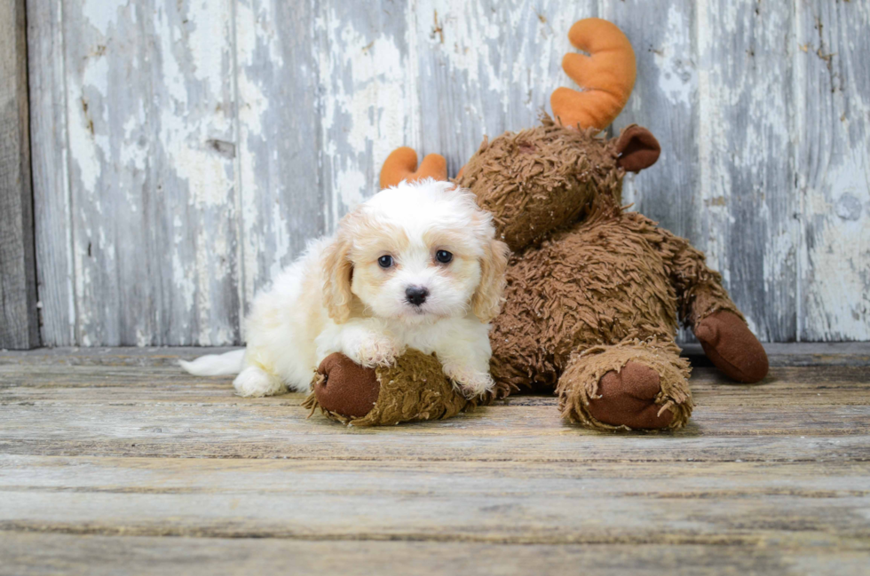 Best Cavachon Baby