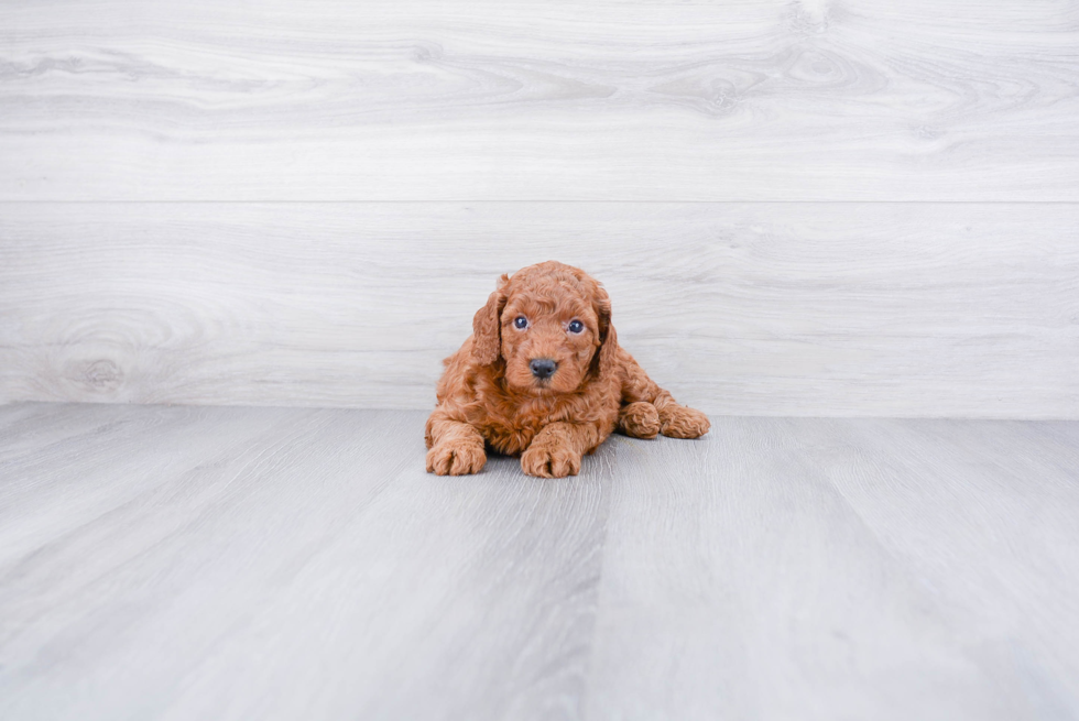 Mini Goldendoodle Puppy for Adoption