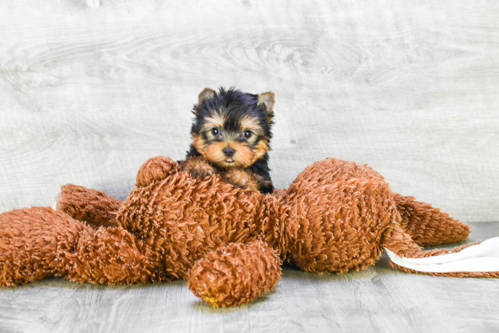 Meet Ronaldo - our Yorkshire Terrier Puppy Photo 