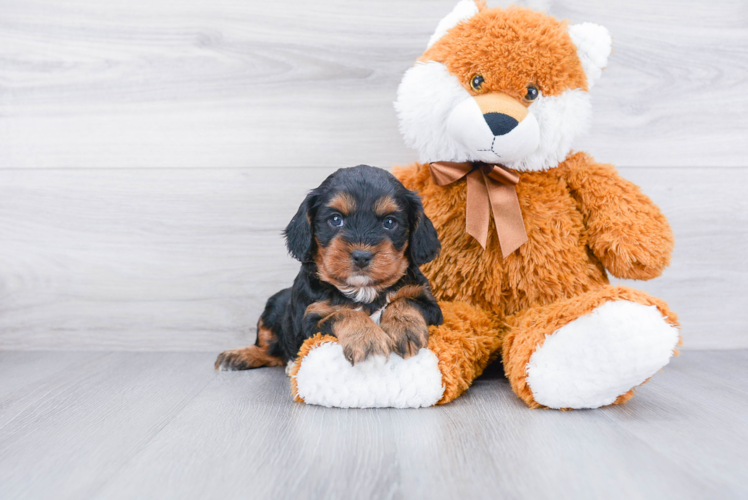 Fluffy Cavapoo Poodle Mix Pup