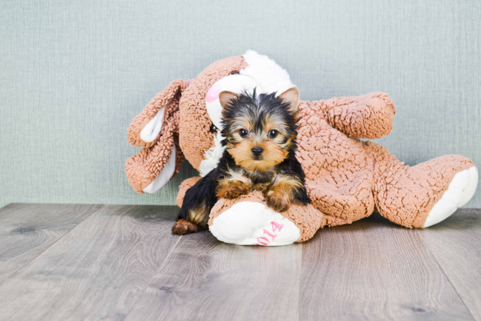 Meet Twinkle - our Yorkshire Terrier Puppy Photo 