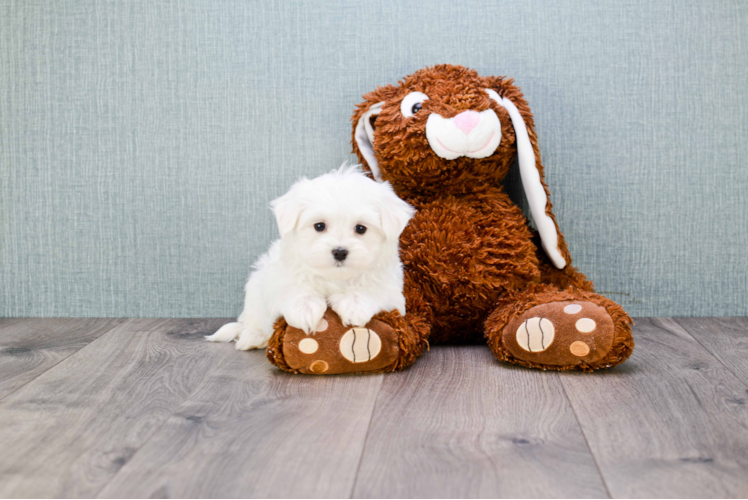 Playful Maltese Baby