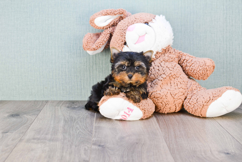 Meet Giselle - our Yorkshire Terrier Puppy Photo 