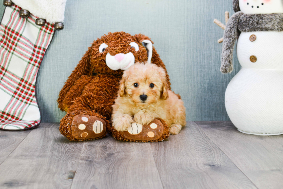 Little Maltese Poodle Poodle Mix Puppy