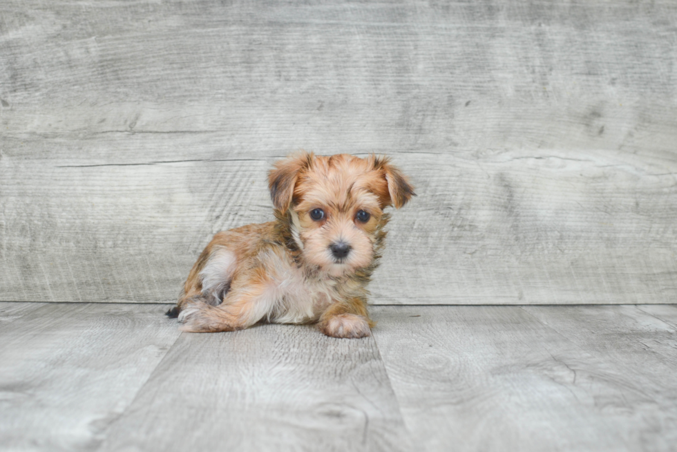 Best Morkie Baby