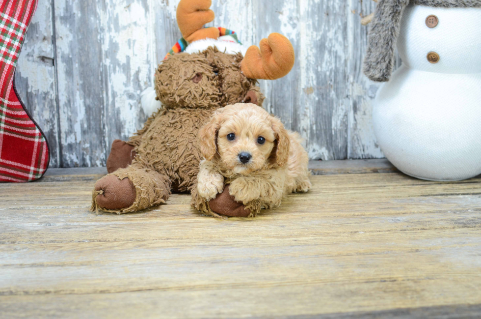 Cavapoo Pup Being Cute