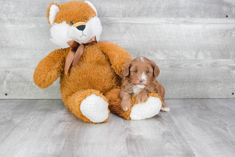 Cavapoo Puppy for Adoption