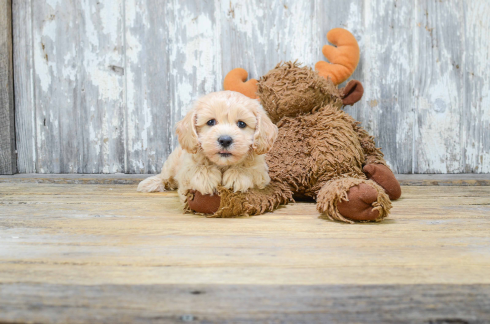 Best Cavapoo Baby