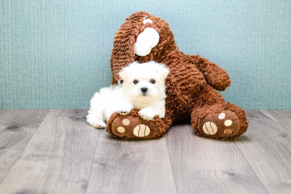 Cute Maltipoo Baby