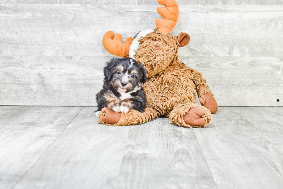 Energetic Aussiepoo Poodle Mix Puppy