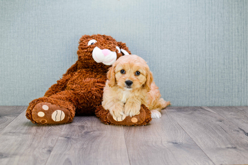 Funny Cavapoo Poodle Mix Pup