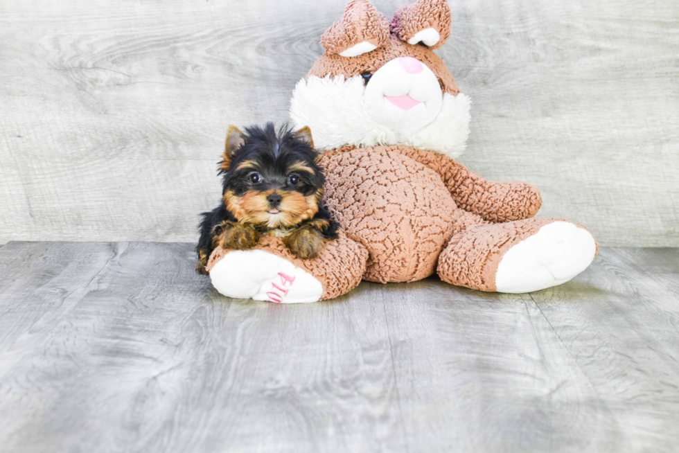 Meet Victoria - our Yorkshire Terrier Puppy Photo 