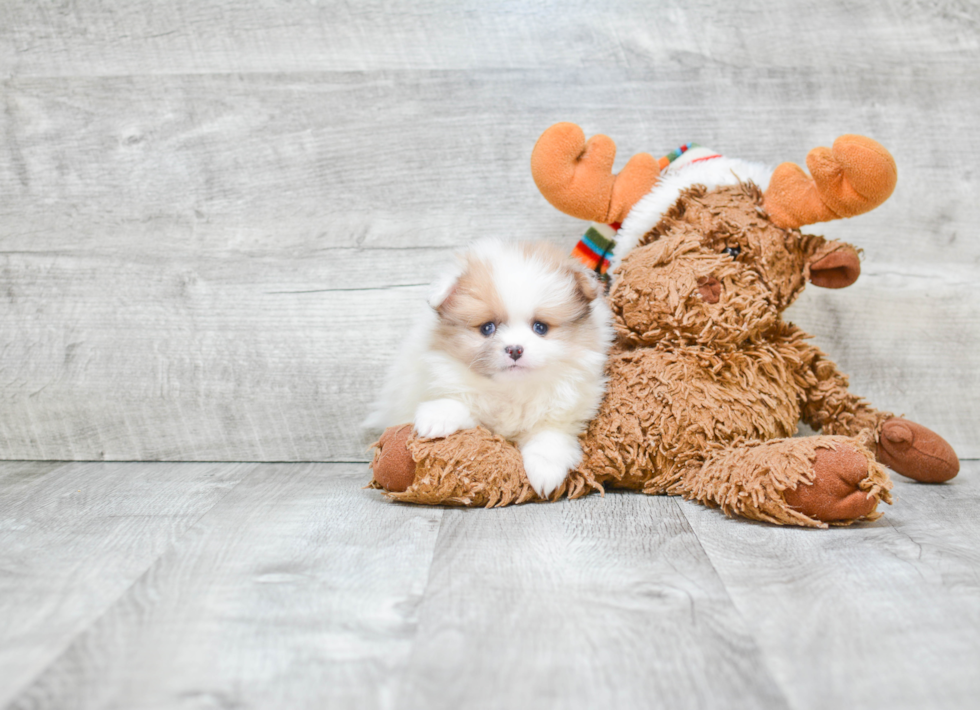 Pomeranian Pup Being Cute