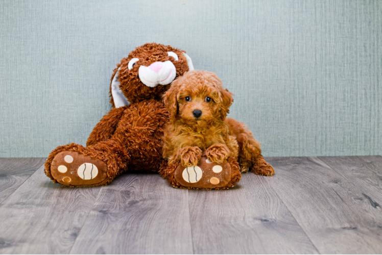 Energetic Cavoodle Poodle Mix Puppy