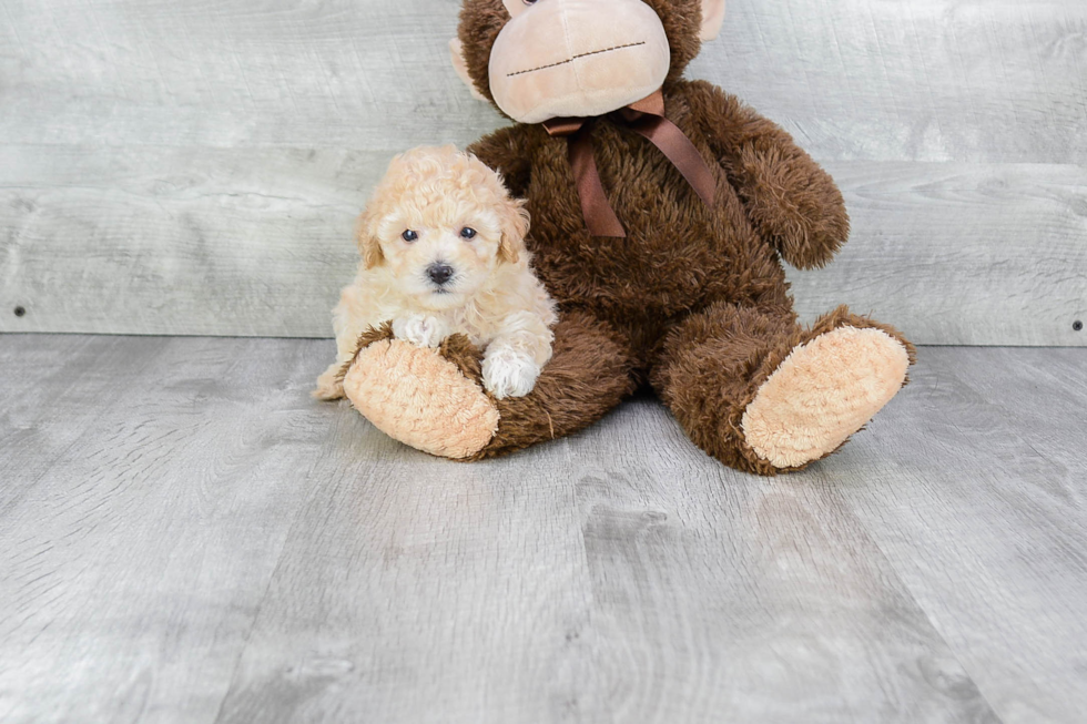 Fluffy Maltipoo Poodle Mix Pup