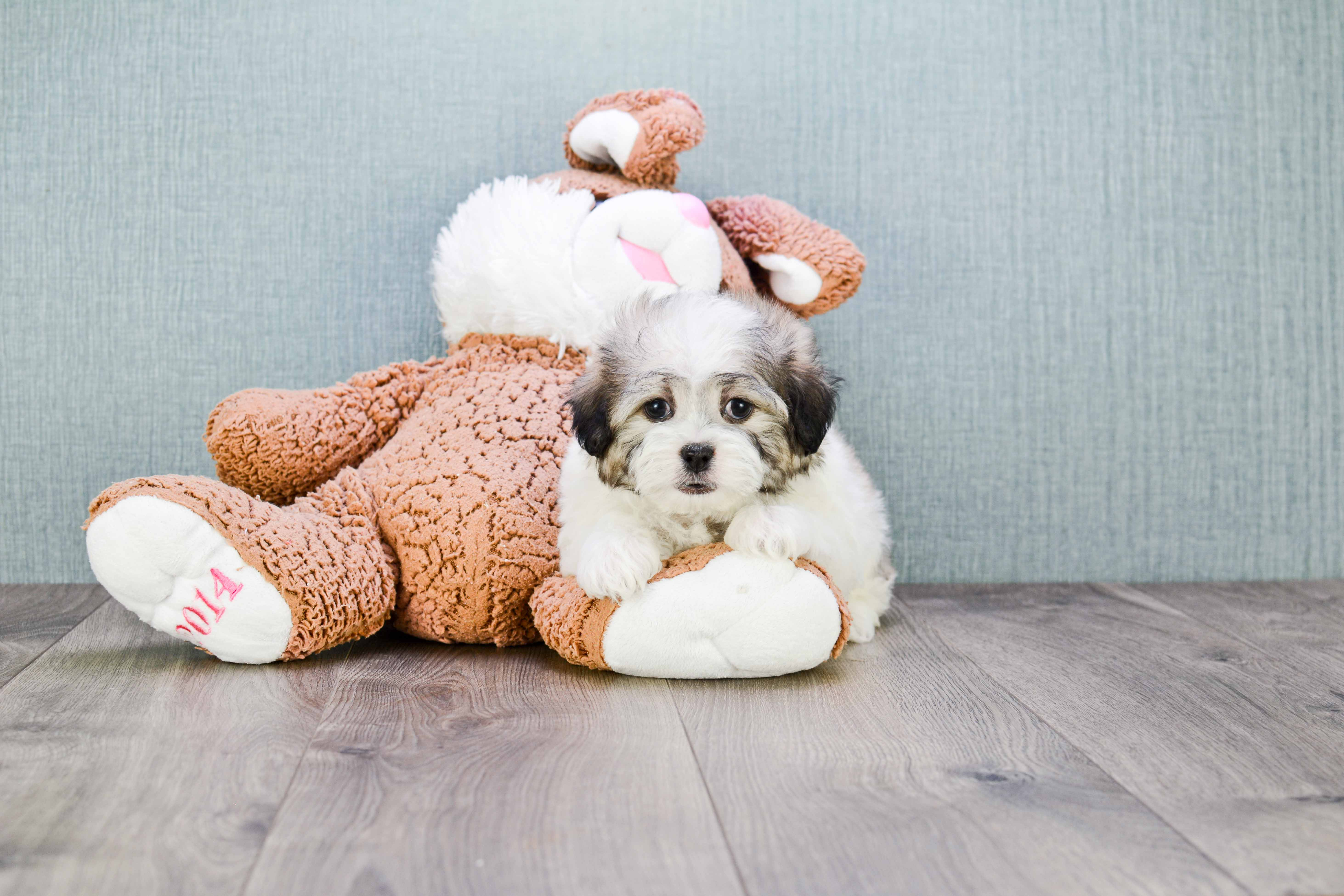 Teddy Bear Pup Being Cute