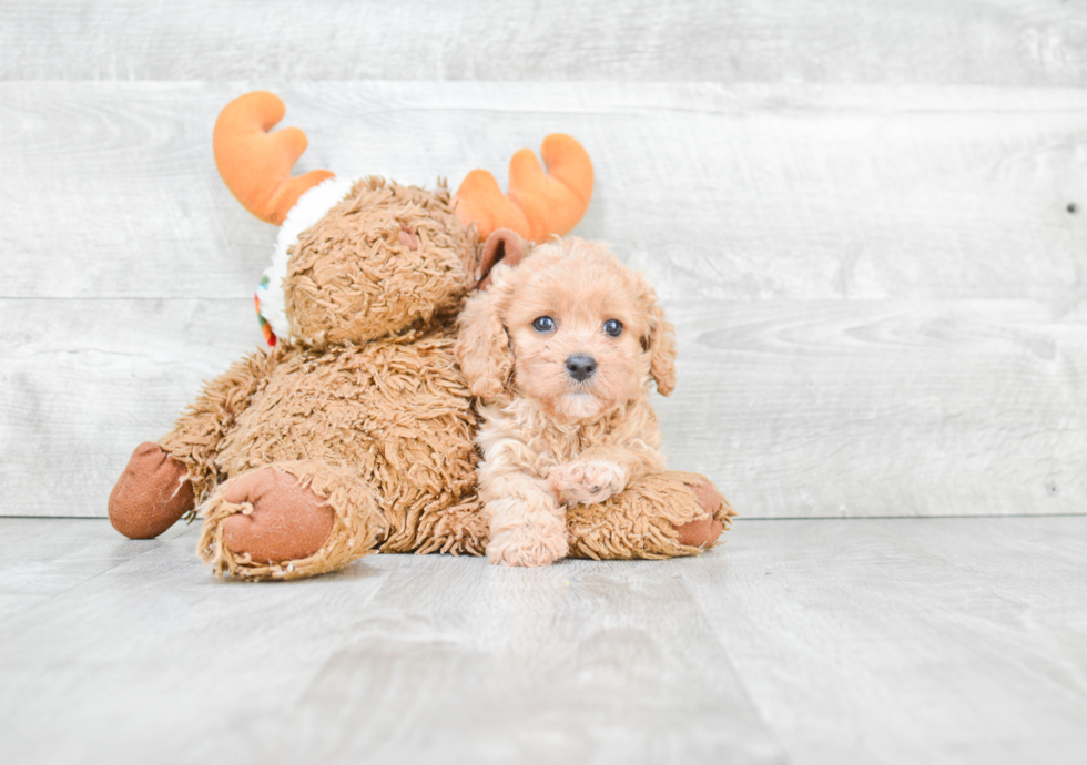 Cavapoo Puppy for Adoption