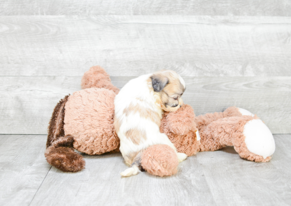 Friendly Teddy Bear Baby