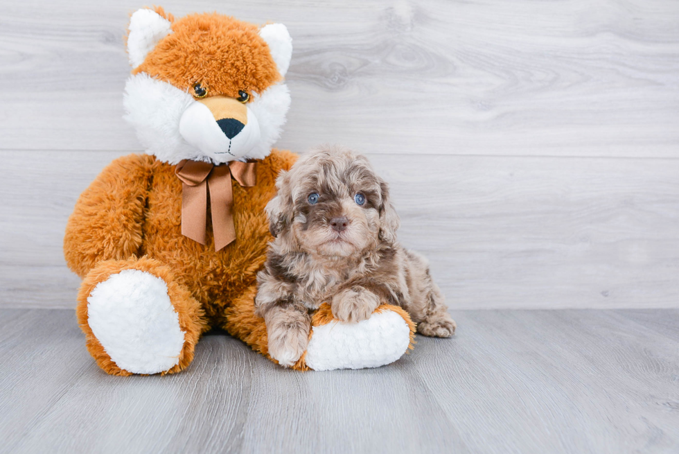 Happy Cockapoo Baby