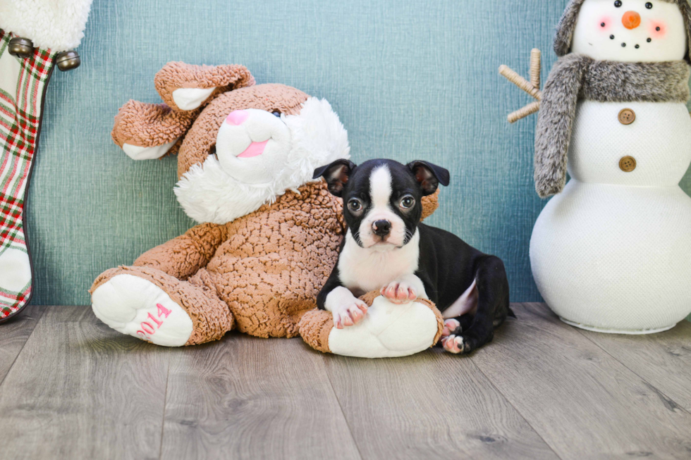 Adorable Boston Terrier Purebred Puppy