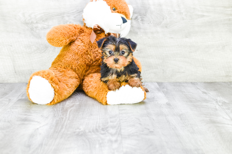 Meet Capone - our Yorkshire Terrier Puppy Photo 