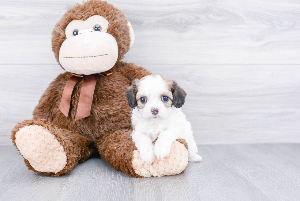 Best Cavachon Baby