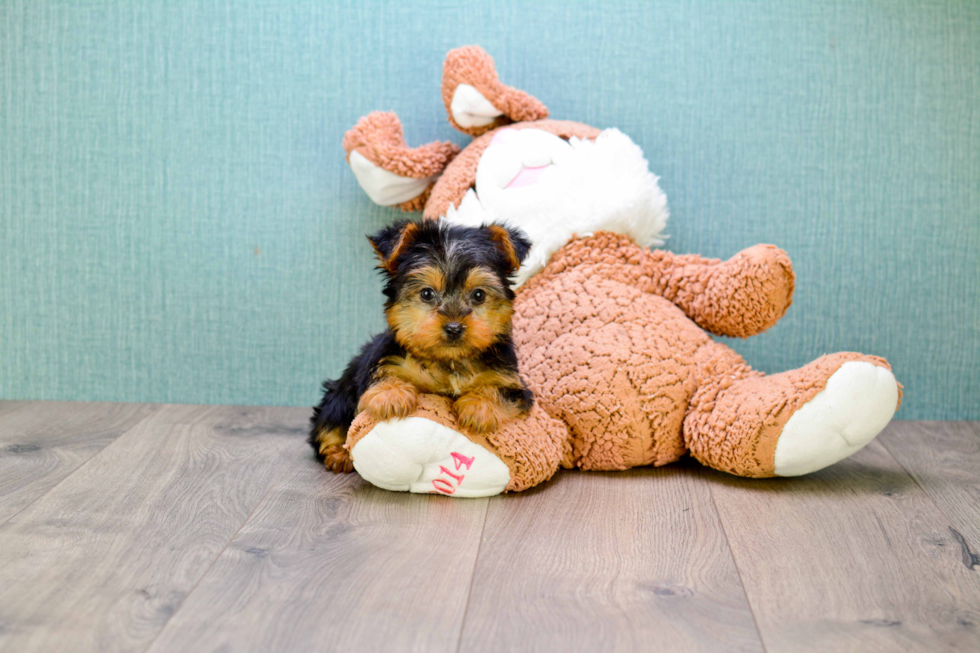 Meet Timmy - our Yorkshire Terrier Puppy Photo 