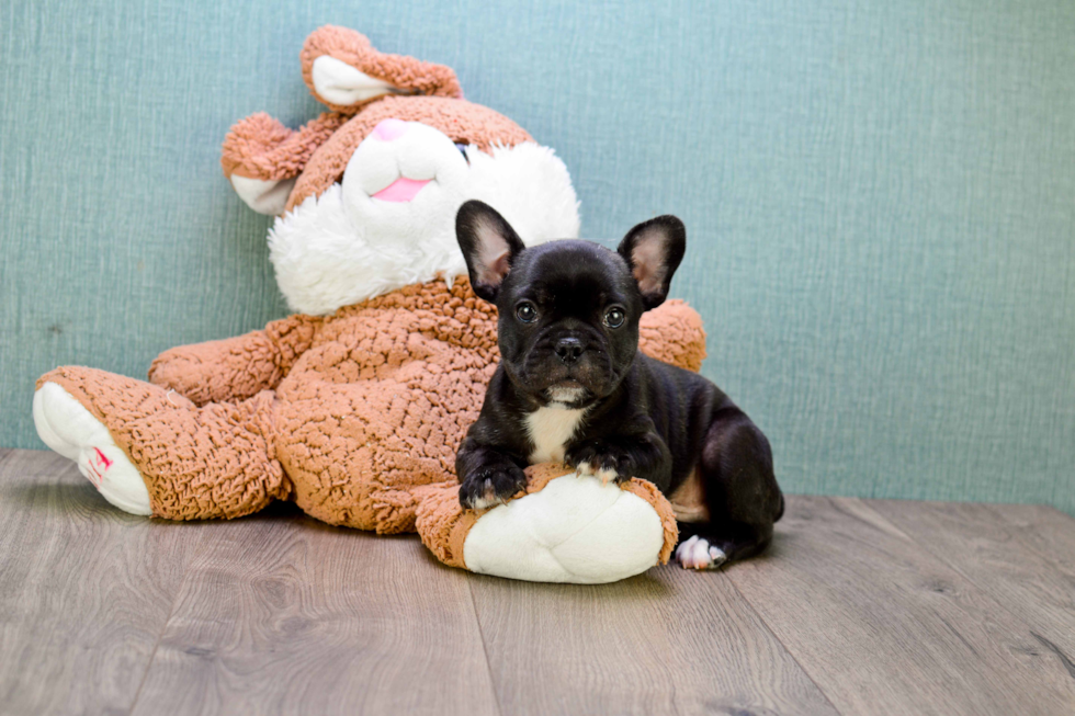 Funny French Bulldog Baby