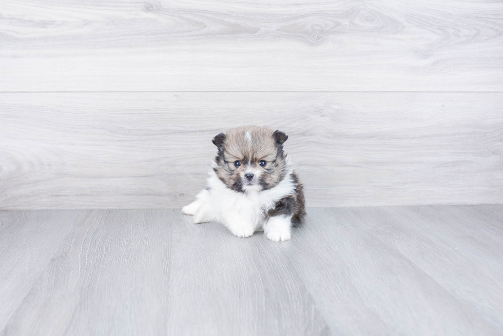 Pomeranian Puppy for Adoption