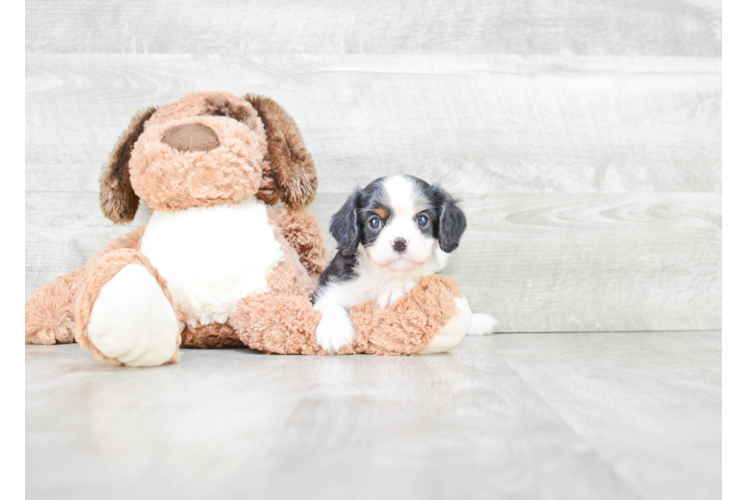 Funny Cavalier King Charles Spaniel Purebred Pup