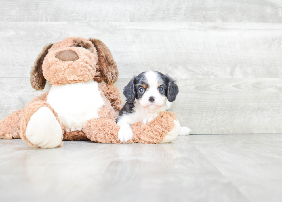 Funny Cavalier King Charles Spaniel Purebred Pup