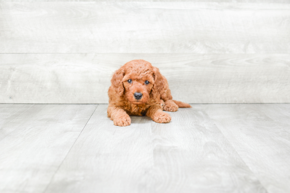 Adorable Golden Retriever Poodle Mix Puppy