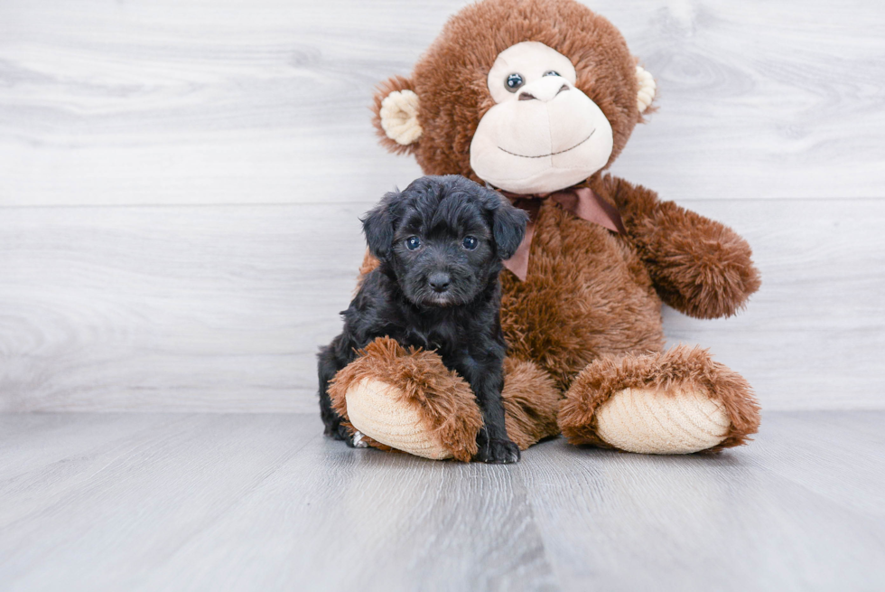 Best Mini Aussiedoodle Baby