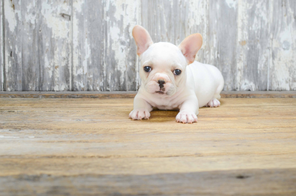 French Bulldog Puppy for Adoption