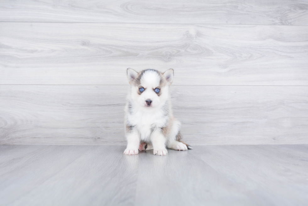 Pomsky Pup Being Cute