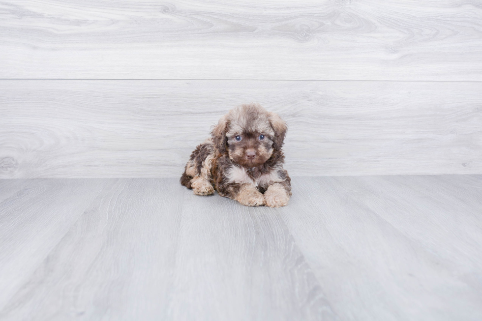 Fluffy Mini Labradoodle Poodle Mix Pup