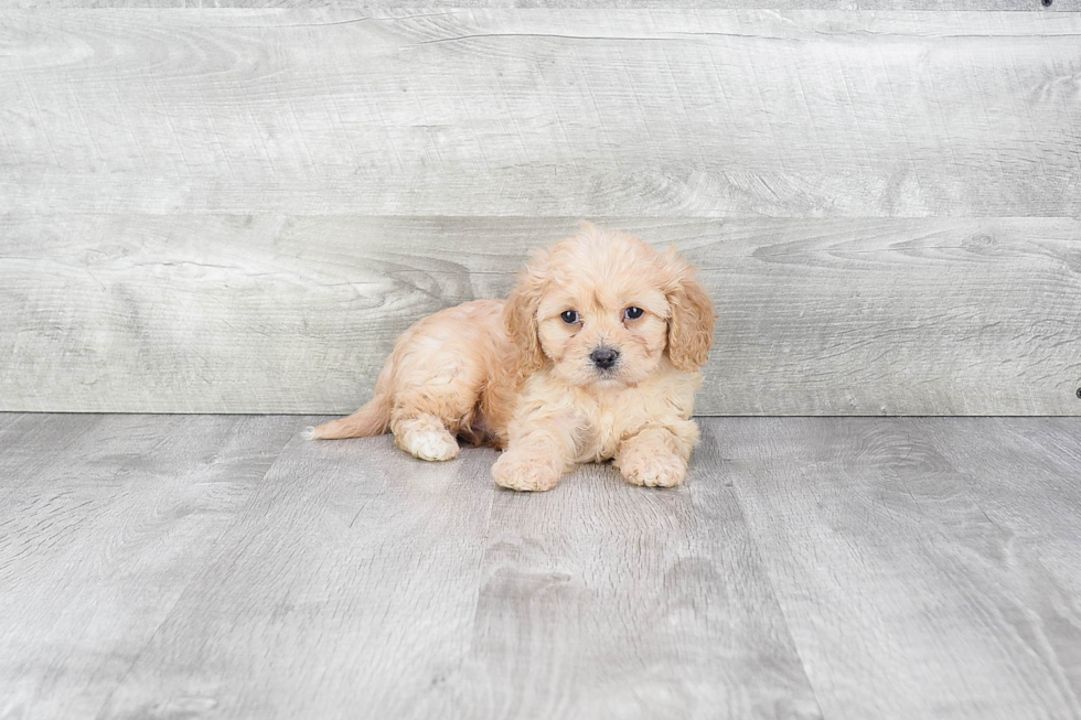 Best Cavachon Baby
