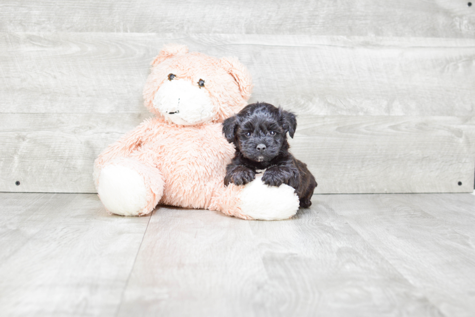 Yorkie Poo Pup Being Cute