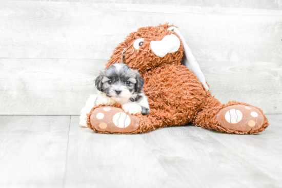 Teddy Bear Pup Being Cute