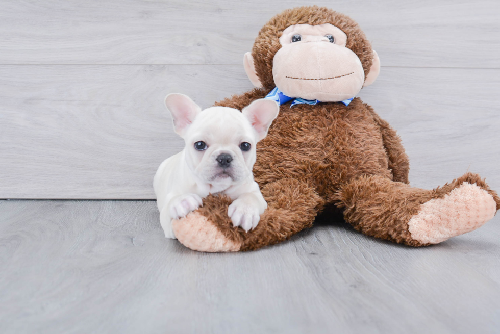 French Bulldog Puppy for Adoption